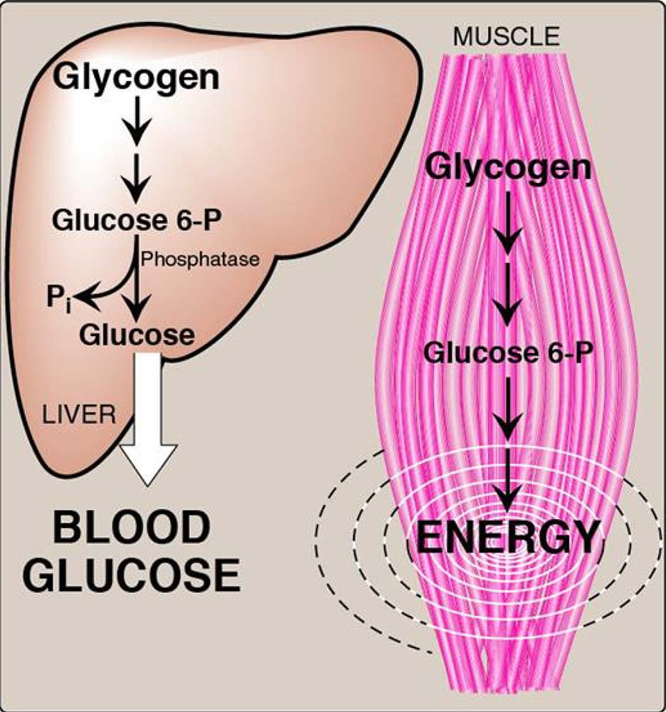 Blood Glucose & Glycogen Pathway